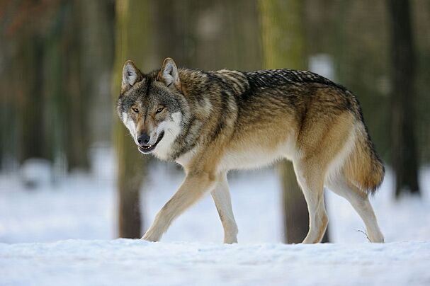 Wolf Bild: H.Wermter