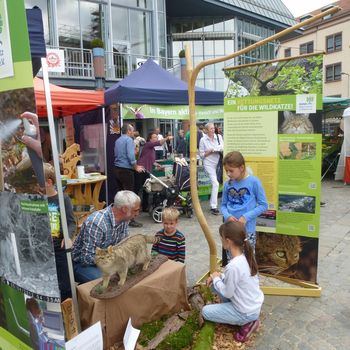 Wildkatzenausstellung (2017)