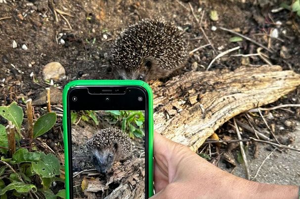 Igel und Smartphone Bild eines Igels, Quelle: Martina Gehret, BUND