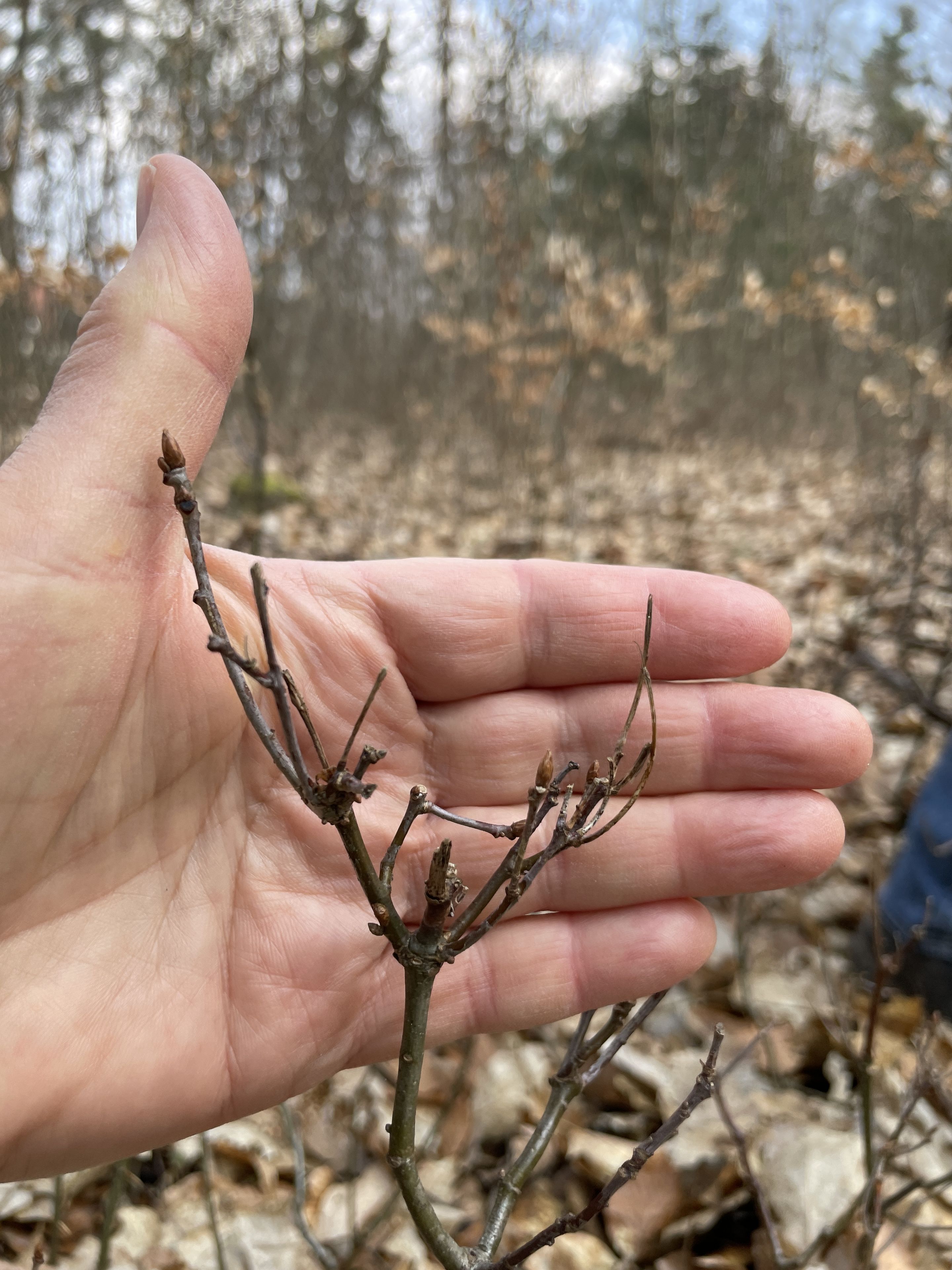 Verbiss am Gipfeltrieb einer Roteiche, Foto: Radl