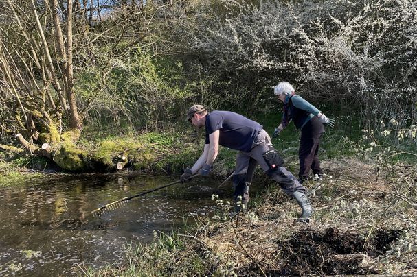 Zwei Personen entfernen mit dem Rechen Schilf aus einem Teich