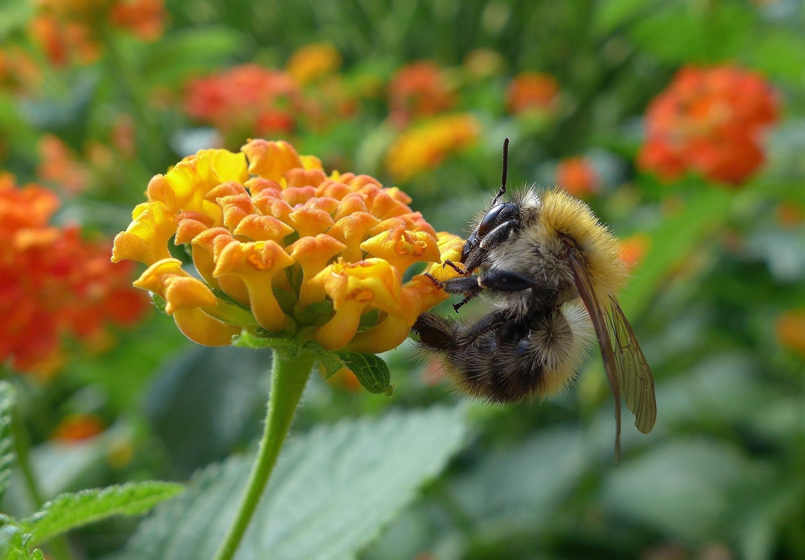 Ackerhummel an Wandelröschen, Foto: Makrowilli