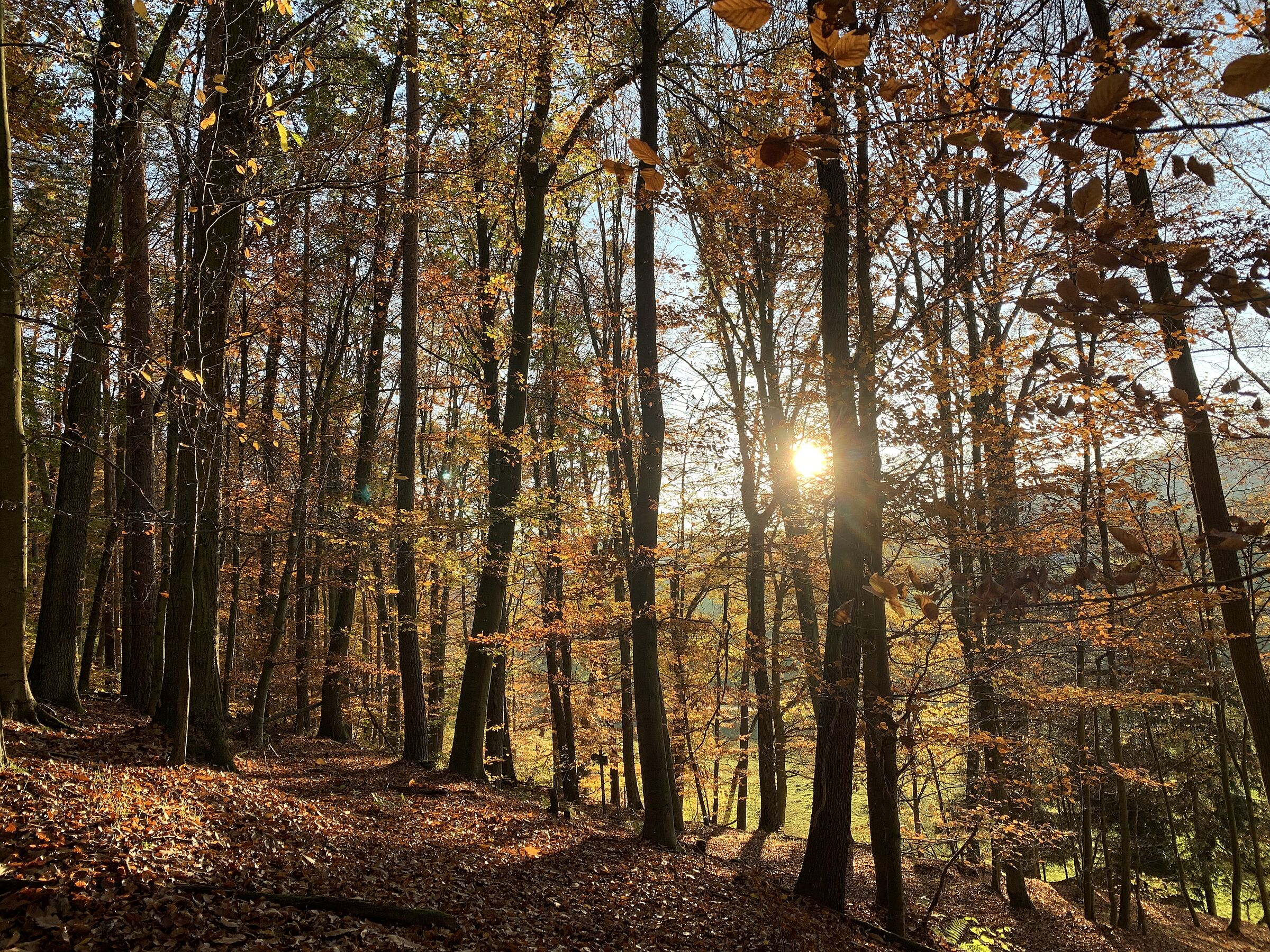 Waldrand im Spessart