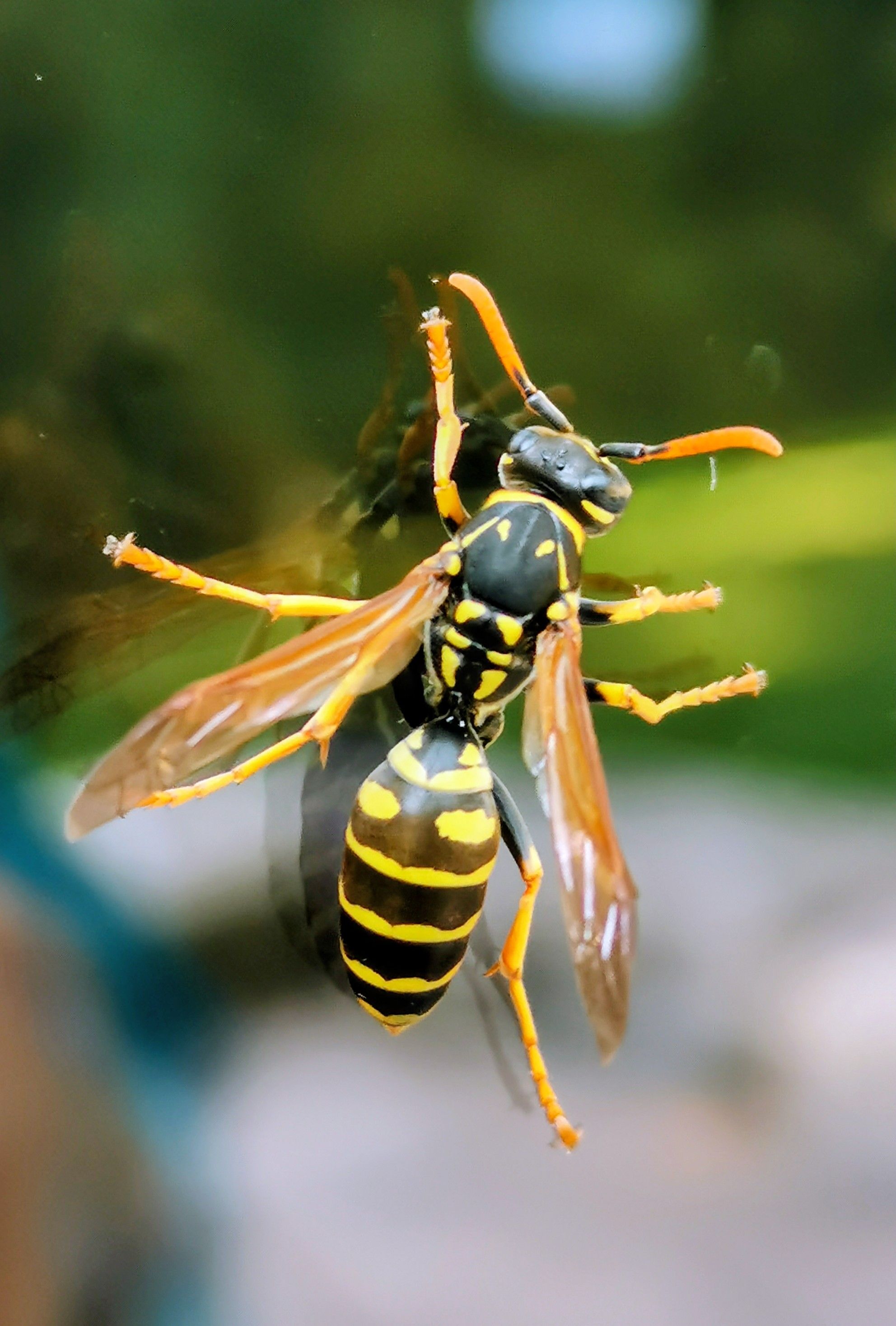 Wespe, Foto: Pexels, Susi Lessing