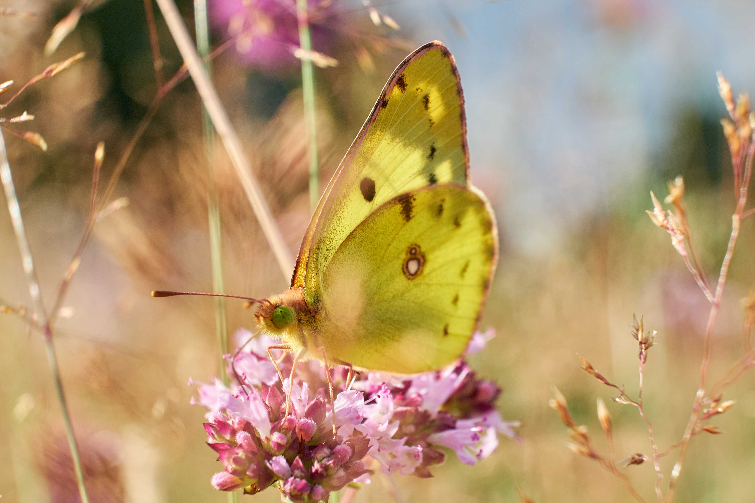 Ein gelber Schmetterling, genannt Goldene Acht, sitzt auf der rosafarbenen Blüte des Oregano