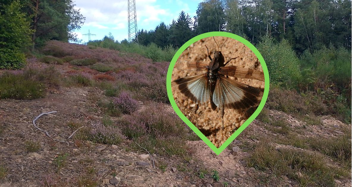 Heuschrecke auf Stromtrasse bei Heigenbrücken