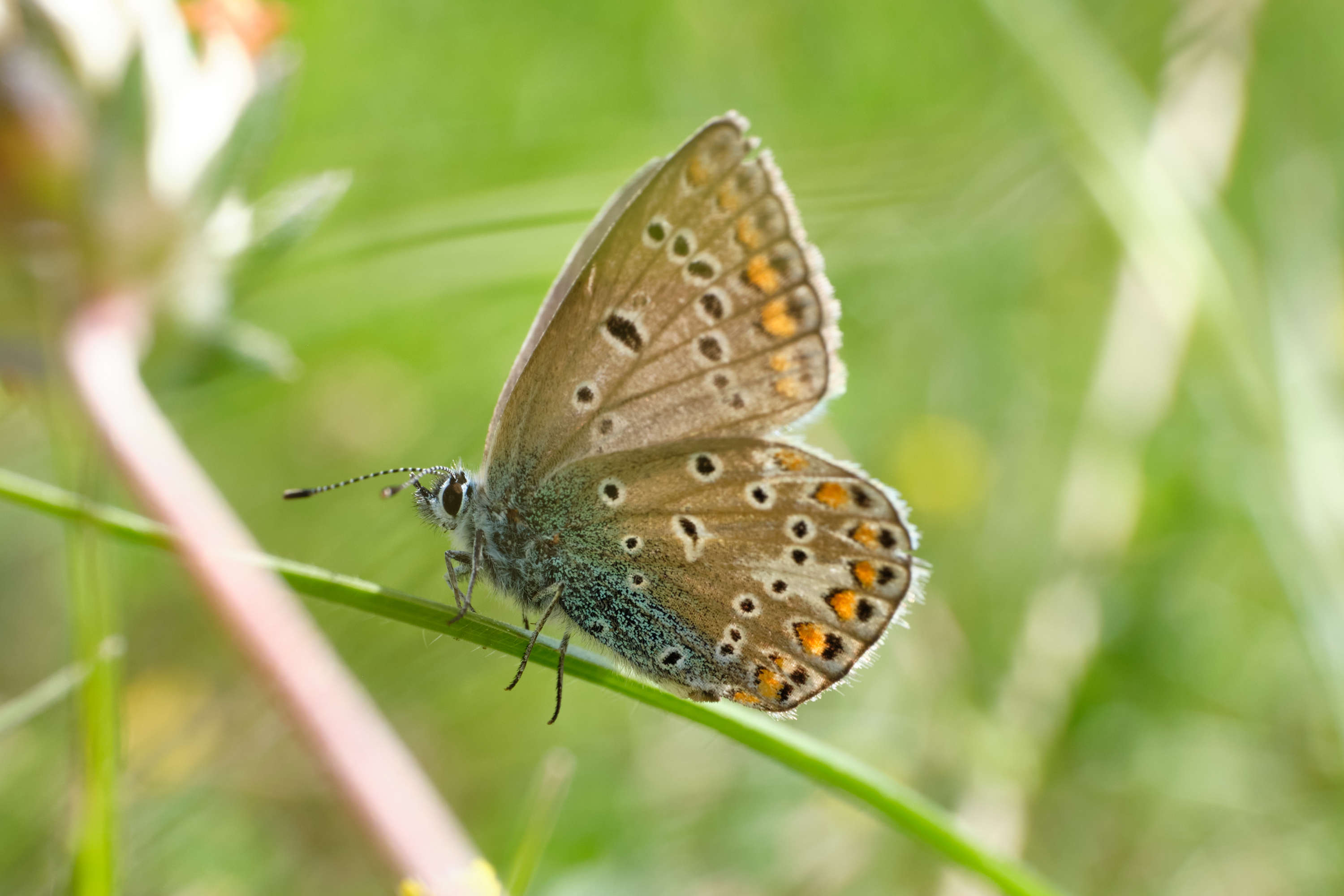 Hauhechel-Bläuling (Polyommatus icarus) auf einer Pflanze. Es handelt sich um ein Detail des Tieres. Der Körper des Schmetterlings ist blau und wird zu den Flügelspitzen allmählich baun. Auf den Flügeln sind viele dunkle Punkte zu sehen. Kurz vor den Flügelspitzen verläuft ein orangenes Band. 