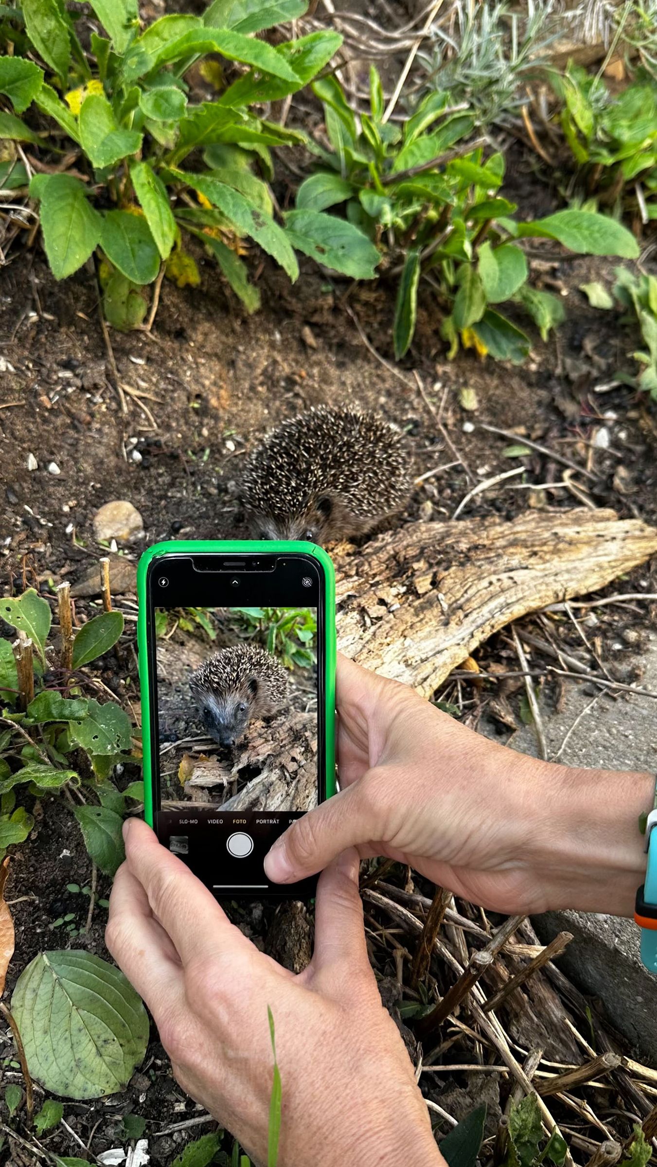 Igel und Smartphone Bild eines Igels, Quelle: Martina Gehret, BUND