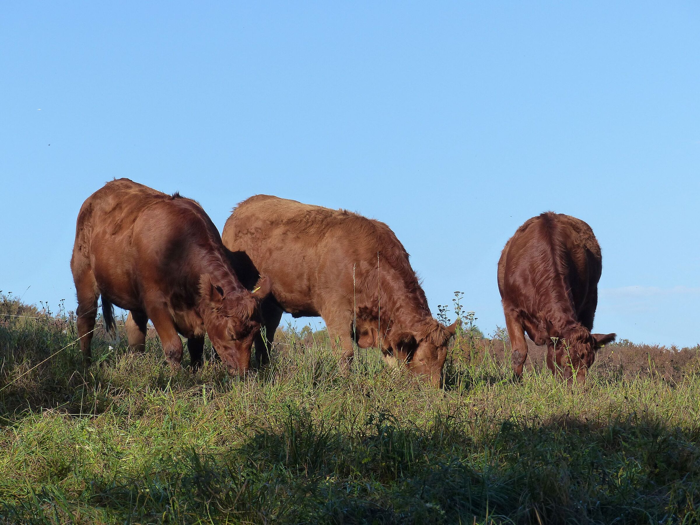 Drei Rinder weiden im Kahlgrund auf einer Wiese