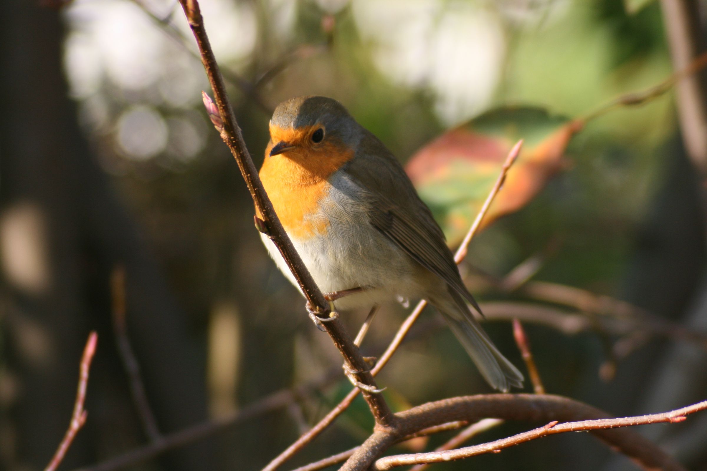 Rotkehlchen, Foto: Hans Jörg Gaim