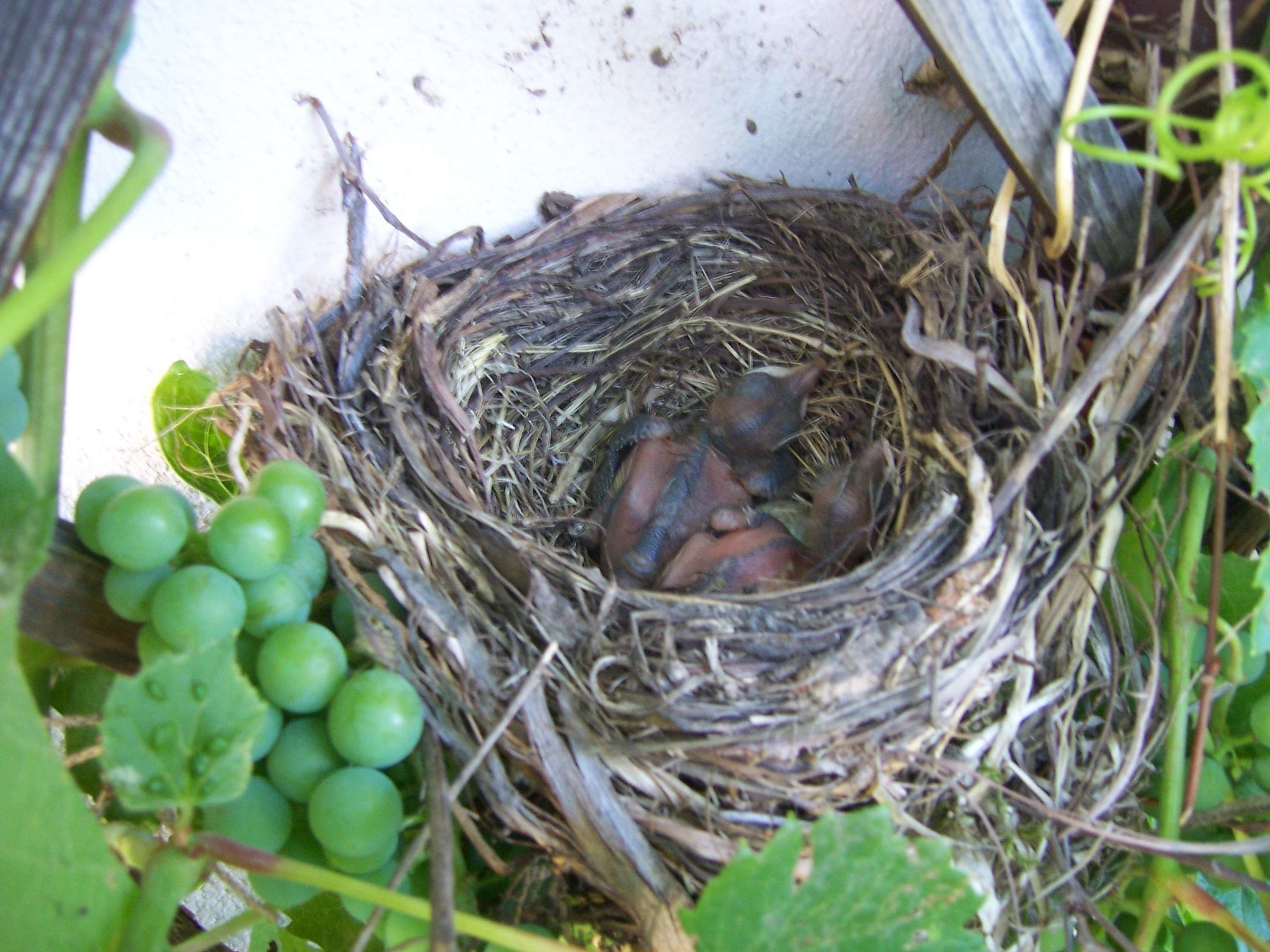 Jungvögel im Nest Foto: R. Kreuzer