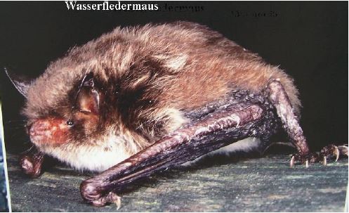 Wasserfledermaus