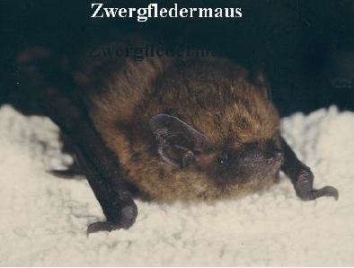 Zwergfledermaus